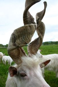 400px-goat_with_spiral_horns